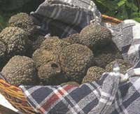 Tartufo nero pregiato